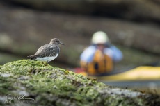 Black Turnstone Birding-by-Kayak