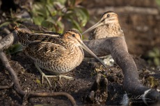 Common Snipe II