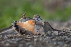 Killdeer Distraction Display