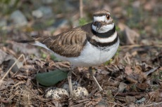 Killdeer on Nest