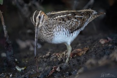 Wilson's Snipe gets a Worm