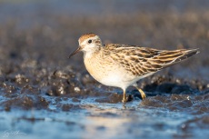 Sharp-tailed Sandpiper