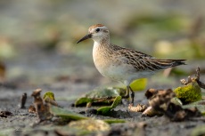 Sharp-tailed Sandpiper