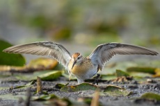 Sharp-tailed Sandpiper