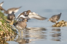 Surfbird, Shorebirds