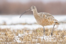 Long-billed Curlew, Burns, OR