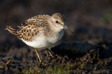 Least Sandpiper, Fall Migration