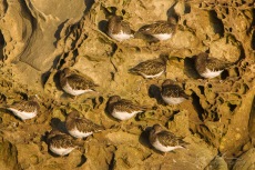 Turnstones on the Rocks
