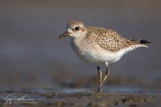 Black-bellied Plover, Basic Plumage