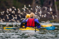 Sea Kayakers and Migrating Shorebird Flock