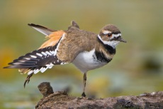 Killdeer Wing Stretch