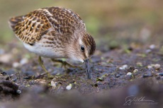 Least Sandpiper, Fall Migration