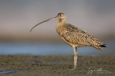 Long-billed Curlew