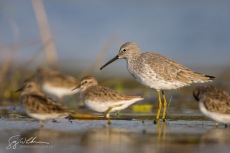 Stilt Sandpiper, Florida