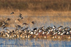 Winter Roost, California
