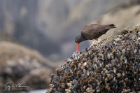 Black Oystercatcher Foraging