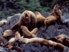 Stellar Sea Lions. Stellar Sea Lion bull barks from the colony near The Brothers Island group, Southeast Alaska.