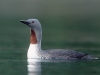 Red-throated Loon. Red-throated Loon in breeding plumage, Red Bluff Bay, Baranof Island, Alaska.