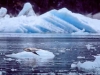 Endicott Arm. Harbor seal and pup, and glacial ice from the Dawes Glacier, Endicott Arm.