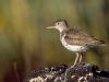 Spotted Sandpiper. A Spotty on Sparks Lake, Oregon, just beginning to lose it\'s breeding plumage spots.