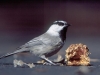 In Sun River, Mountain Chickadee feeding on pine cone.