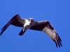 Osprey. Out fishing on shallow Sparks Lake, Oregon