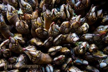 Goose (Gooseneck) Barnacles, Strait of Juan de Fuca, WA.