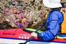 Ochre sea stars on Vancouver Island shore