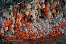Anemones at Browning Wall, Vancouver Island, Canada.