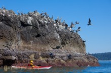 Sea kayaker and brown pelicans, Olympic Coast