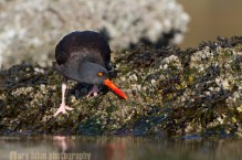 Black Oystercatcher
