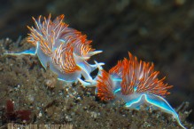 Nudibranch Hermissenda Crassicornis, tidepool, Washington Coast