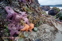 Ochre sea stars at Point of Arches, Olympic National Park