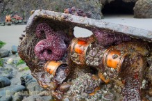 Shipwreck crankcase home for intertidal sea stars and anemones