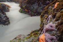 Ochre Sea Stars in intertidal, at Point of Arches, Olympic National Park