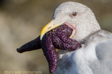 Glaucous-winged Gull feeding, purple Ochre Sea Star, Chuckanut Bay, Washington State.