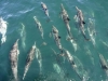 Common Dolphin Montage. We estimated a thousand Common Dolphin were near the Ursa Major, amid a feeding frenzy that included Frigatebird, Booby, and a Blue Whale.