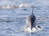 Common Dolphin. Leaping from the water serves to orient this Common Dolphin, as it pursues charter yacht Ursa Major for some play in the wake.
