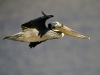 brown pelican flight