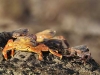 sally lightfoot crab