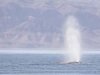 Blue Whale. Largest animal ever to exist on planet earth, a Blue Whale surfaces in the Sea of Cortez. Baja, MX.