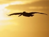 Brown Pelican. Probably the most common arielist bird in the Sea of Cortez, the Brown Pelican.