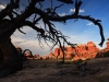 Juniper skeleton silhouette. Needles District rock warming up in evening light.