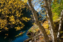 Woman sea kayaker on Lake Diablo with fall color of birch (Betula papyrifera) and vine maple (Acer circinatum). North Cascades National Parki, Washington State (MR)