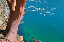 Male sea kayaker paddling beneath Madrona tree (Arbutus menziesii) in Chuckanut Bay, near Bellingham, Washington State(MR)