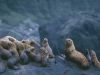 Stellar Sea Lion colony at the mouth of Lituya Bay, Glacier Bay National Park, AK.