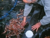 Shrimp for dinner, shrimp omletes for breakfast, and a shimp salad lunch - the five gallon haul means goumet dining on the Home Shore.