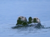 A pair of Sea Otters on the west side of Chichagof Island, AK.