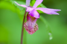 Calypso Orchid, Elwha Valley, Olympic National Park, Washington State .