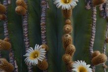Cardon Cactus flowers, Baja, Mexico.